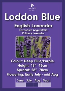 Loddon Blue English Lavender Plants In 2 Litre Pot